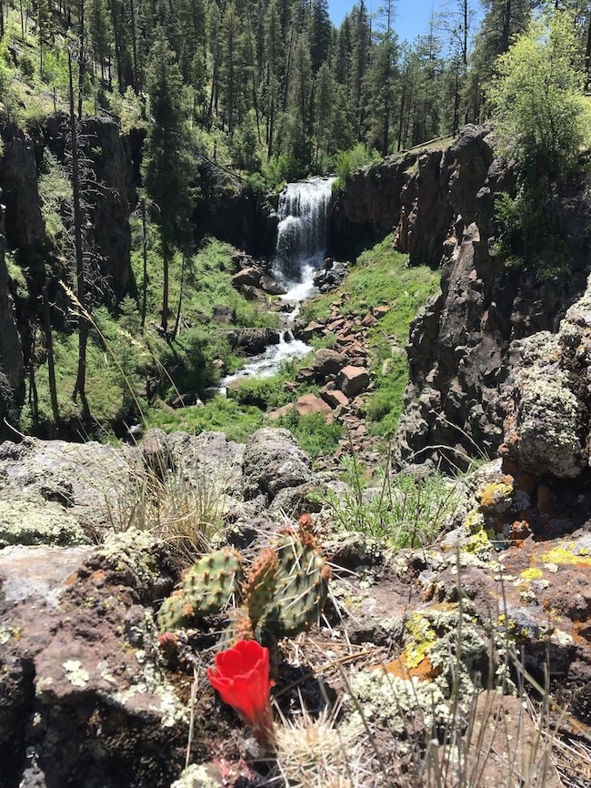 A claret cup cactus blooms in the foreground at Pacheta Falls