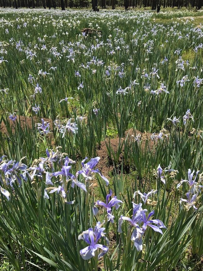 Large patch of wild iris in the forest