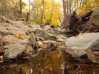 Fall Foliage along Pocket Creek